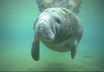 Vicious Manatee